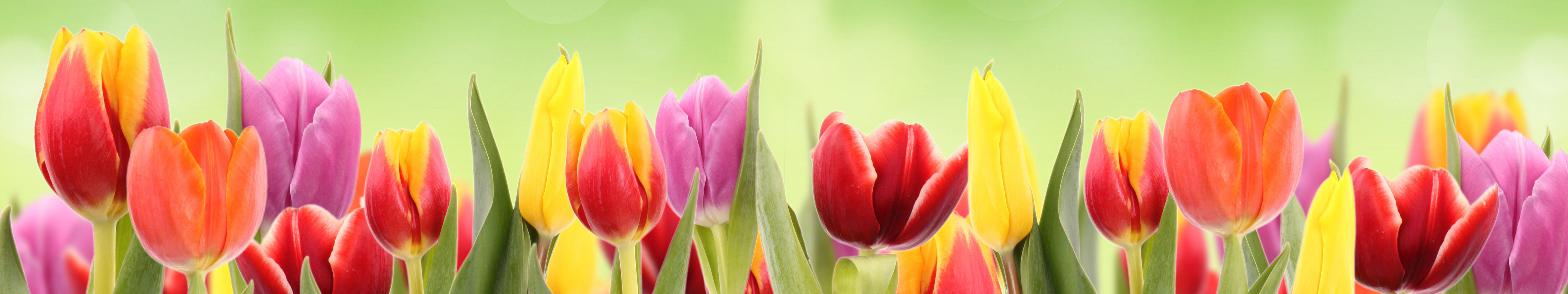 Tulips Spring Banner