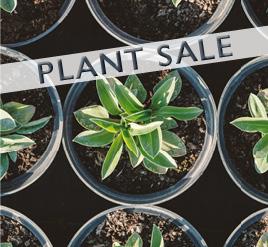 Image of a potted plant
