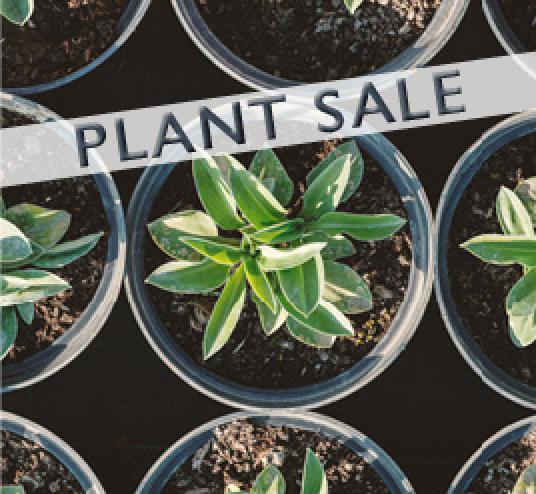 Image of a plant in a pot